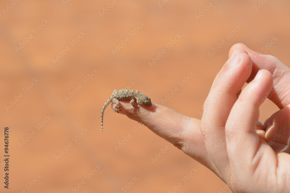 Gecko on the small finger of the boy's hand
