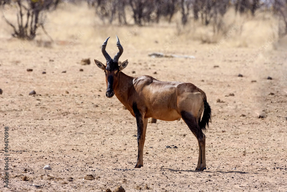 Hartebeest, Alcelaphus buselaphus in the Namibian bush Hartebeest, Alcelaphus buselaphus in the Namibian bush