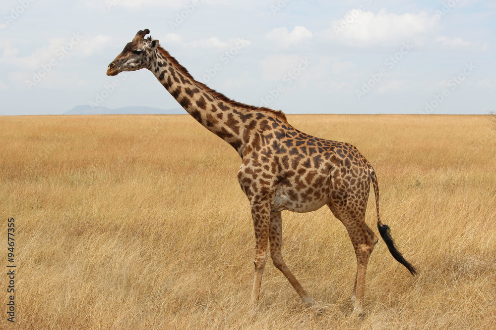 Fototapeta premium Girafe - Masai Mara