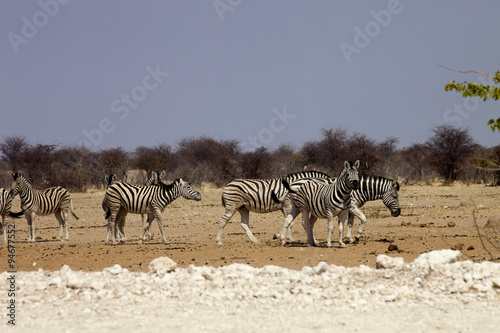 Damara zebra  Equus burchelli antiquorum  in the bush Namibia