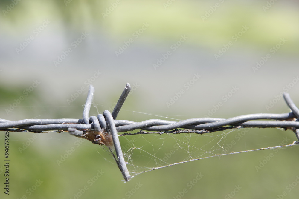 barbed Wire.

