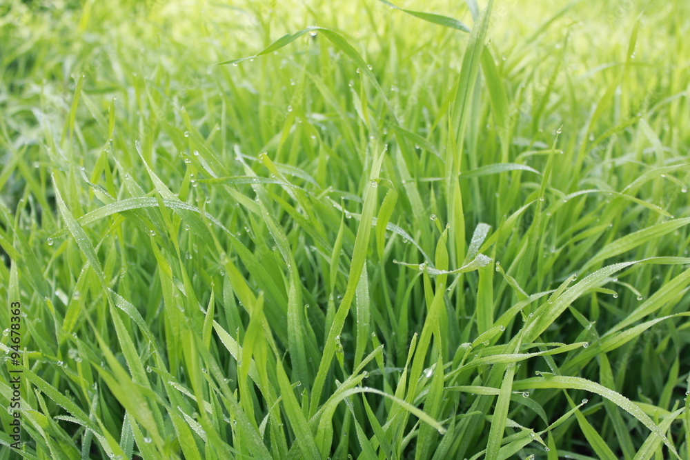 Obraz premium Трава