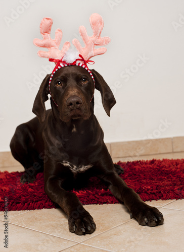 Dog as christmas reindeer