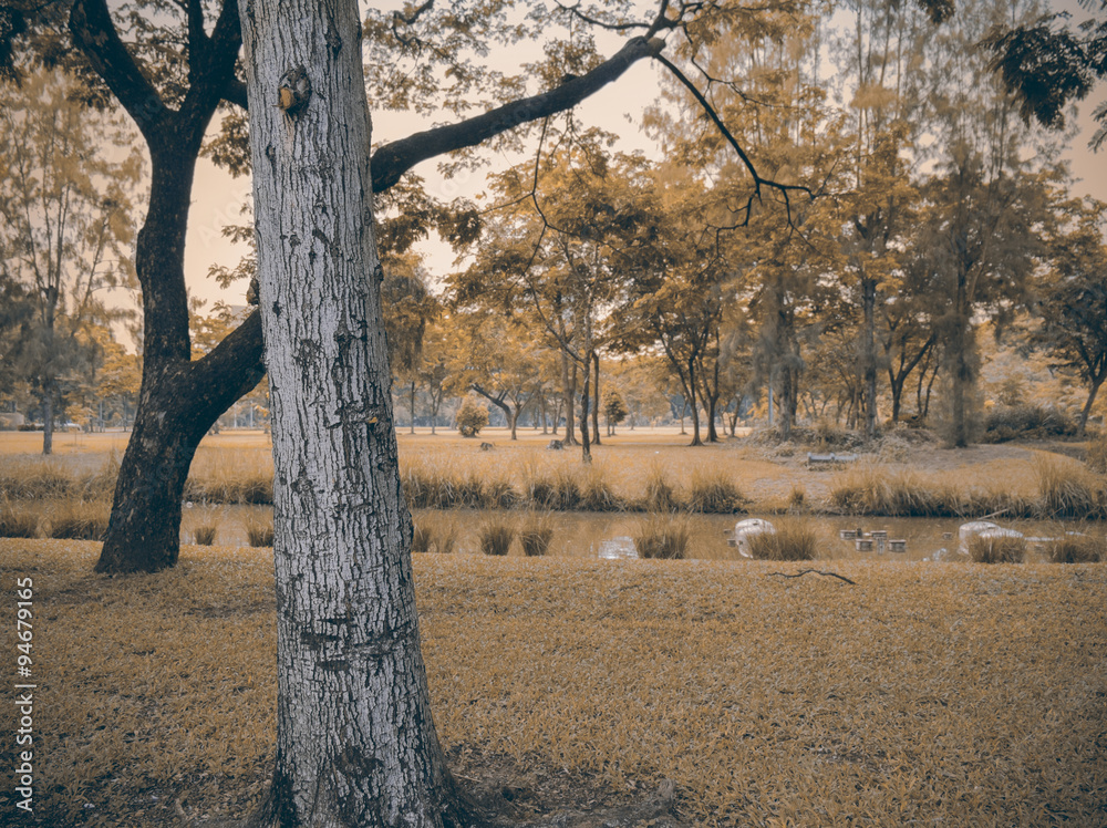 Park/View of park, selected focus on trunk. Vintage style. Park/View of park, selected focus on trunk. Vintage style.