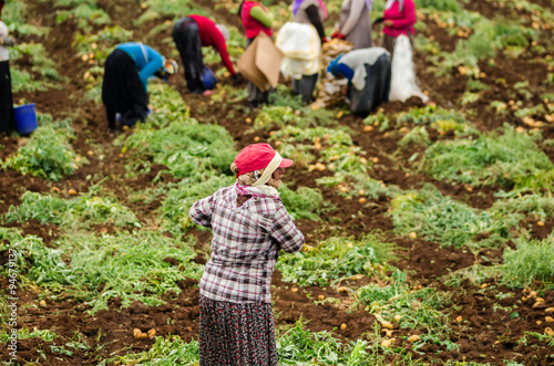 Womens are harvesting potatoes in the field as a seasonal worker in agricultural production sector in Cukurova