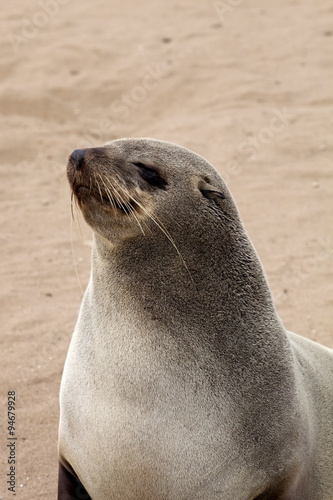 Portrait Brown fur seal colonies in the Cape Cross, Namibia