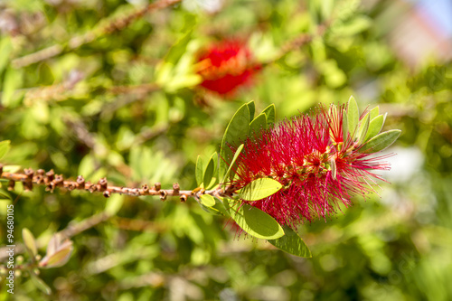 Mimosa tree with beautiful red flowers and green leafs