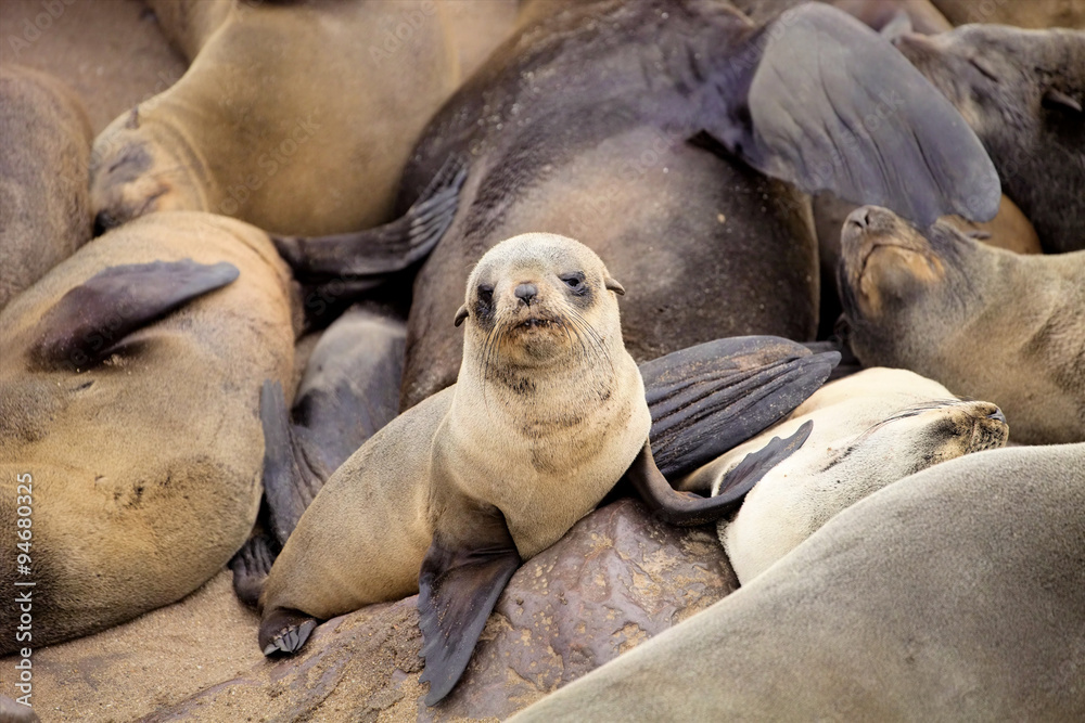 Fototapeta premium baby Brown fur seal, colonies of Cape Cross, Namibia