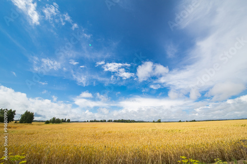 Wheat field with skies in summer.