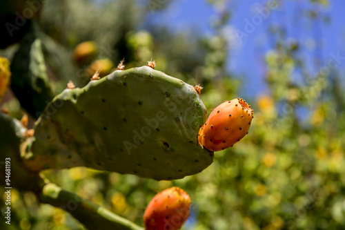 Bunch of sweet and juicy cactus fruits