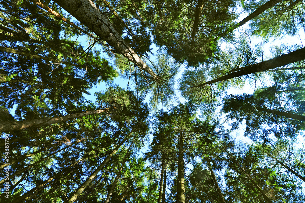 Obraz premium Pine trees of forest
