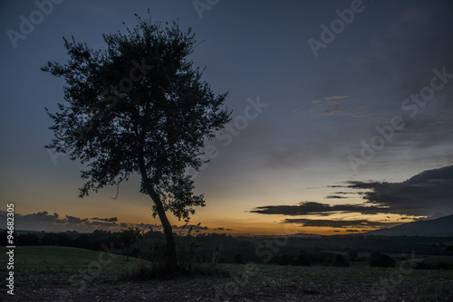 Albero solitario