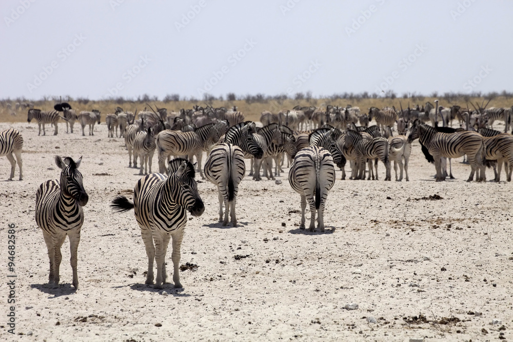 Damara zebra, Equus burchelli antiquorum, at the waterhole, Namibia Damara zebra, Equus burchelli antiquorum, at the waterhole, Namibia