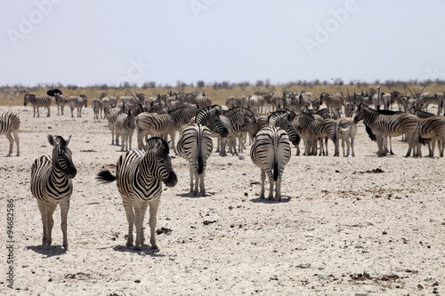 Damara zebra  Equus burchelli antiquorum  at the waterhole  Namibia