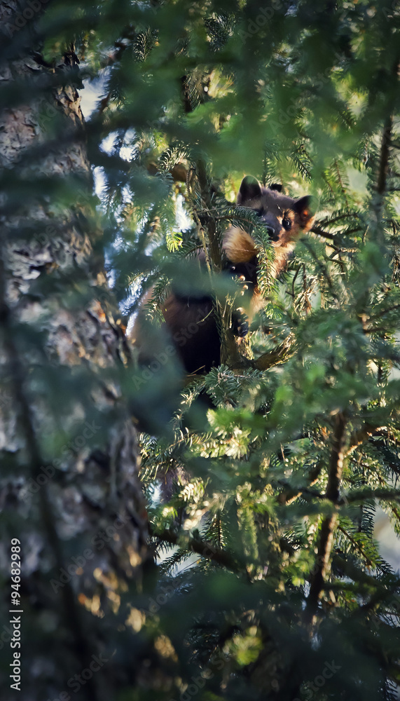 Marten on a tree