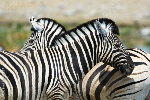 Two zebras watching in different directions
