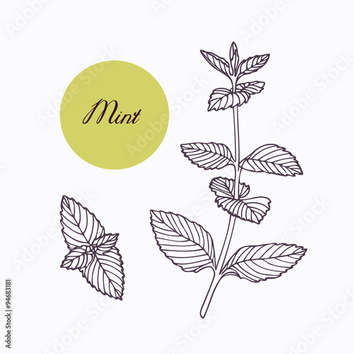 Hand drawn mint branch with leaves isolated on white