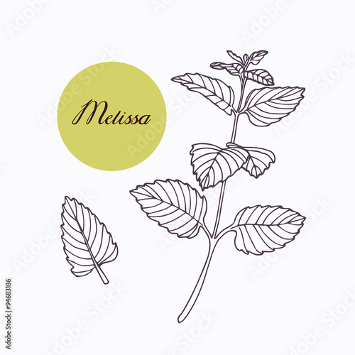 Hand drawn melissa branch with leaves isolated on white