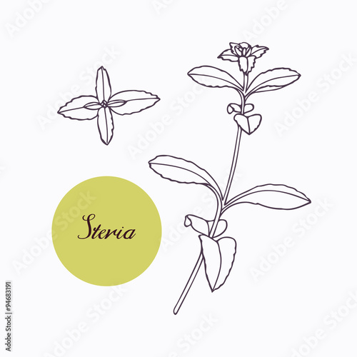 Hand drawn stevia branch with leaves isolated on white