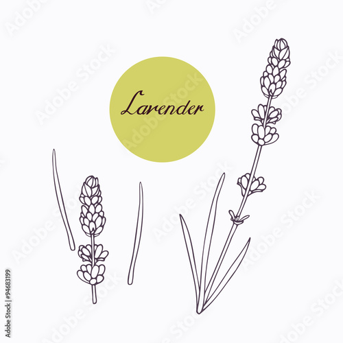 Hand drawn lavender branch with leaves isolated on white