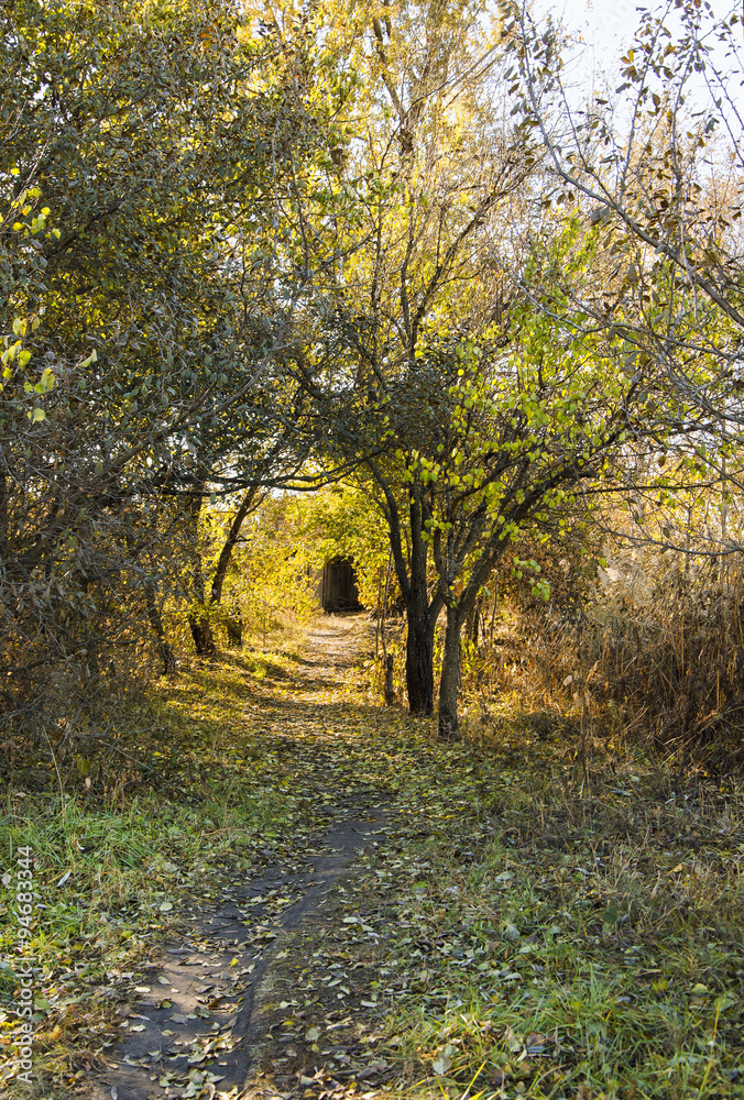 Fototapeta premium Осенний пейзаж в солнечный день