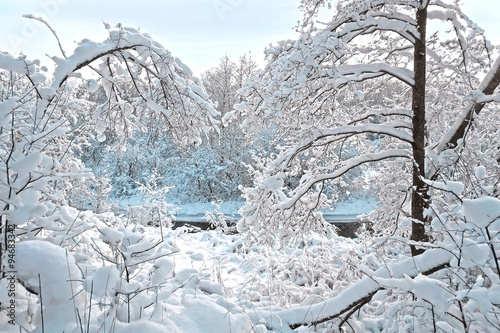 winter forest after a snowfall on a sunny day