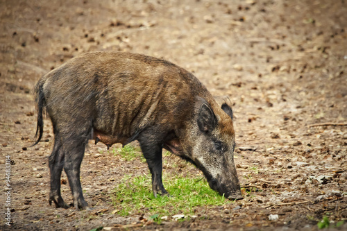 Wild boar © wrzesientomek