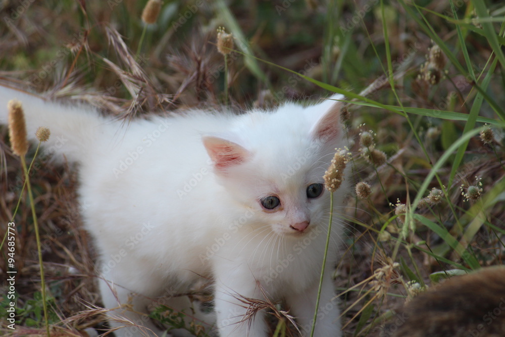 Weiße baby Katze