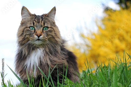 Norwegische Waldkatzen im Frühling in der Wiese