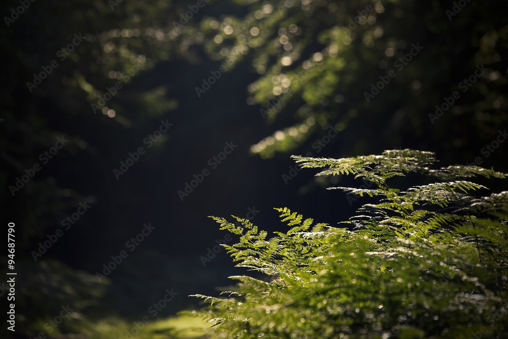 Fern in the forest