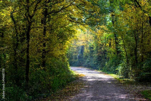 Weg durch Herbst Wald © grafxart