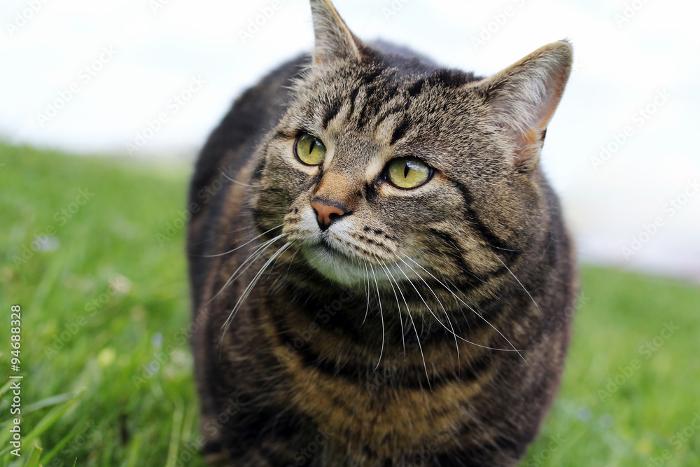 Der böse Blick einer Katze