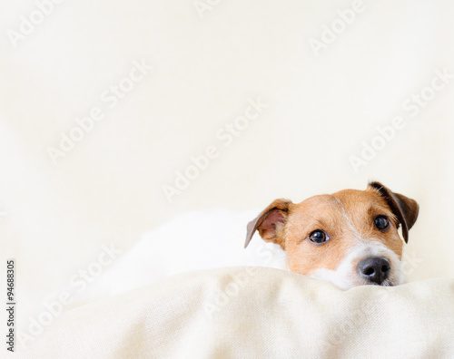 Portrait of lying calm pet. Jack Russell Terrier looking into camera