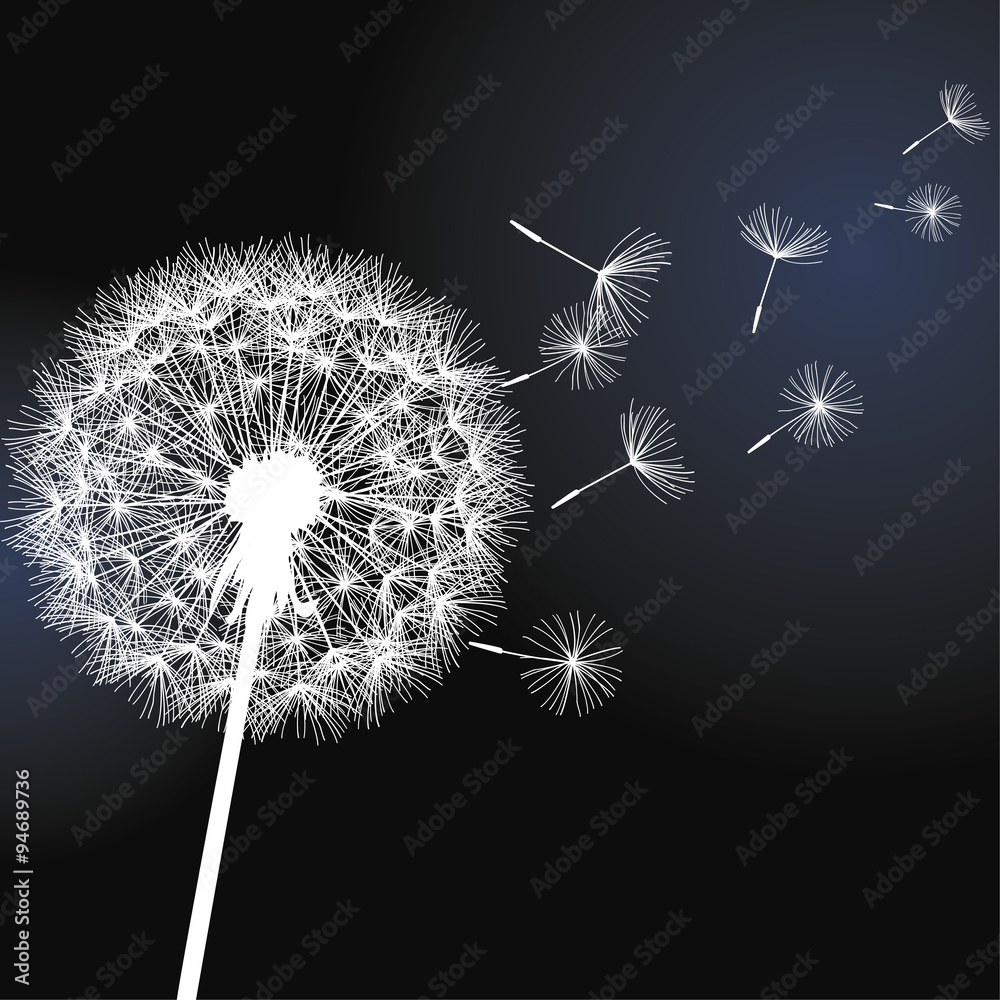 Fototapeta premium Kwiat mniszka lekarskiego na czarnym tle