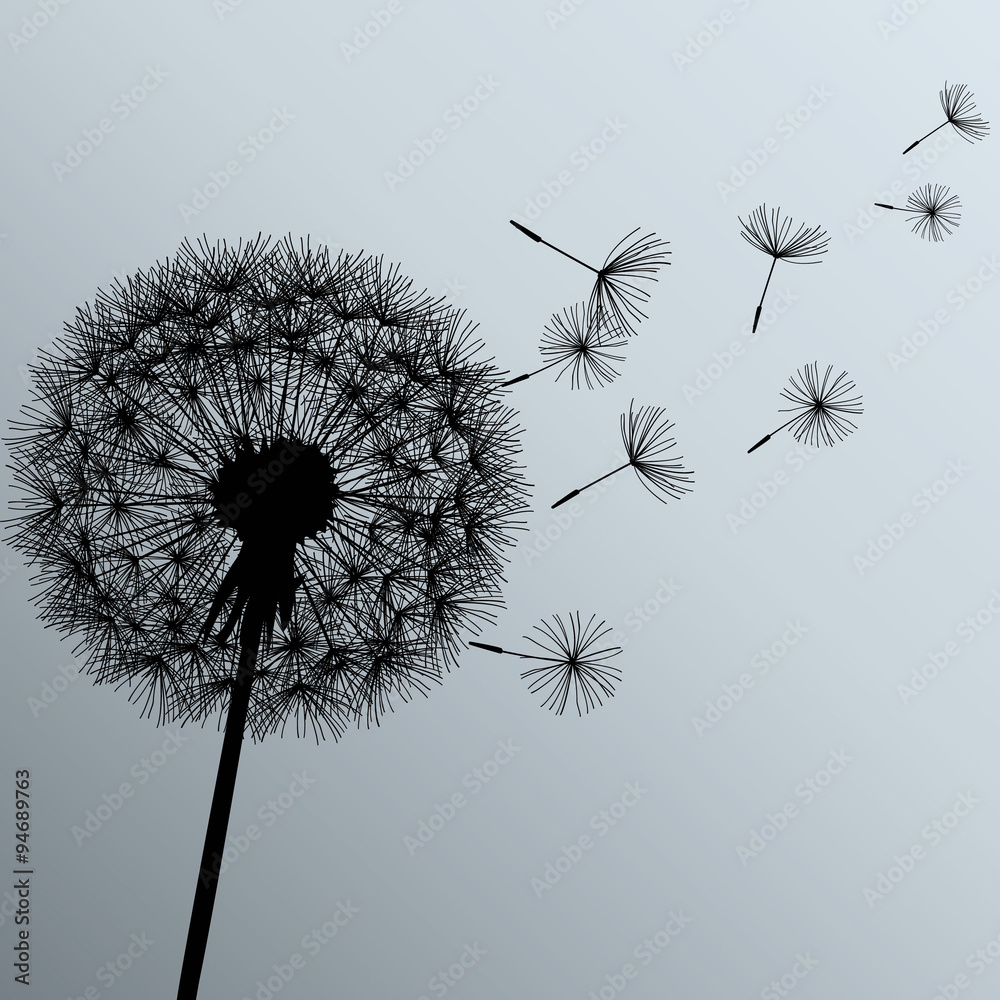 Fototapeta premium Flower dandelion on gray background