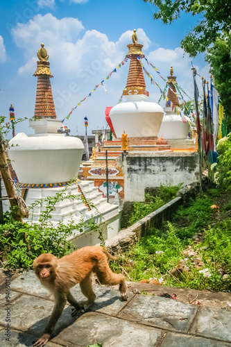 Stupa and monkey