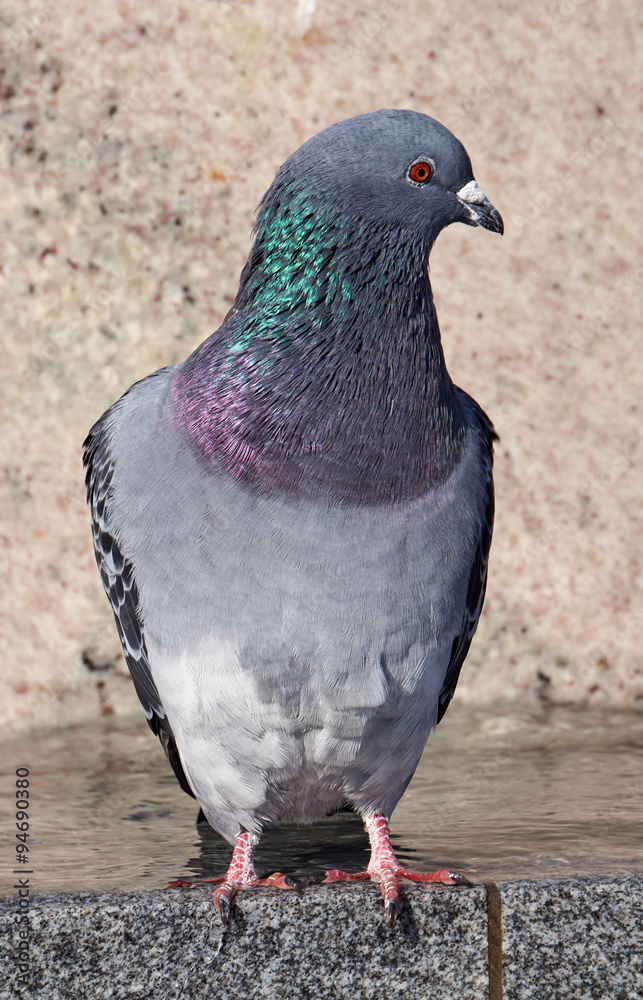 Portrait of a gray pigeon in Poland. Portrait of a gray pigeon in Poland.