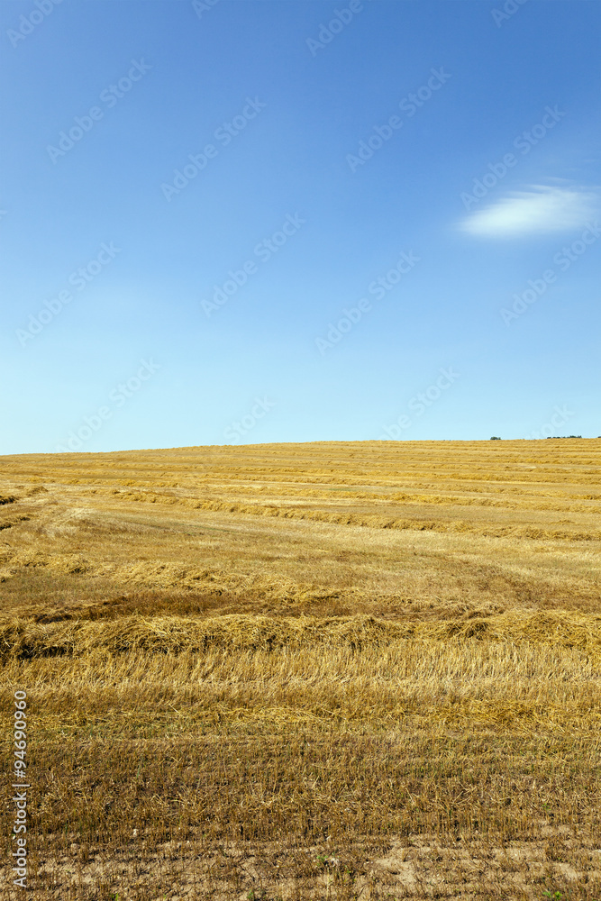 agriculture field.  cereals  