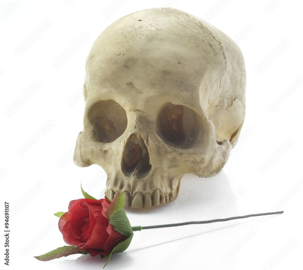 Skull head/Skull head and rose on white background. Skull head/Skull head and rose on white background.
