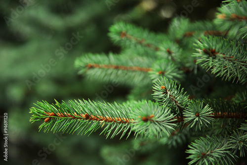 Beautiful fir tree twigs, outdoors