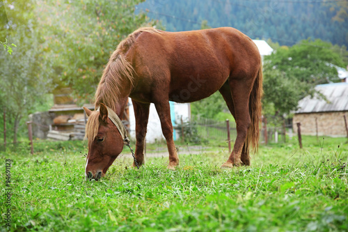 Horse grazing on meadow