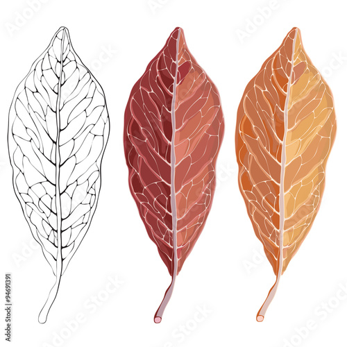 Isolated red autumn leaf. Vector illustration for your design.