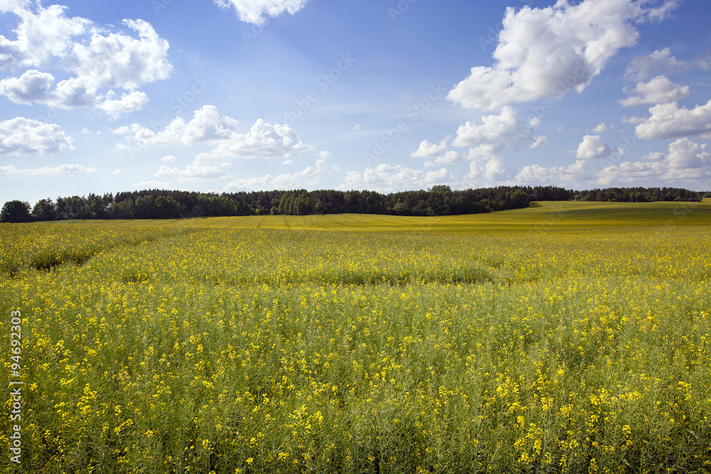 field with cereals  