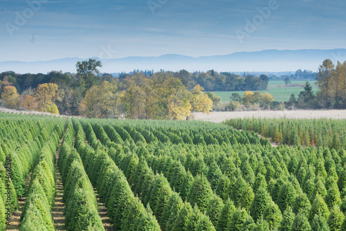  Tree Farm Landscape