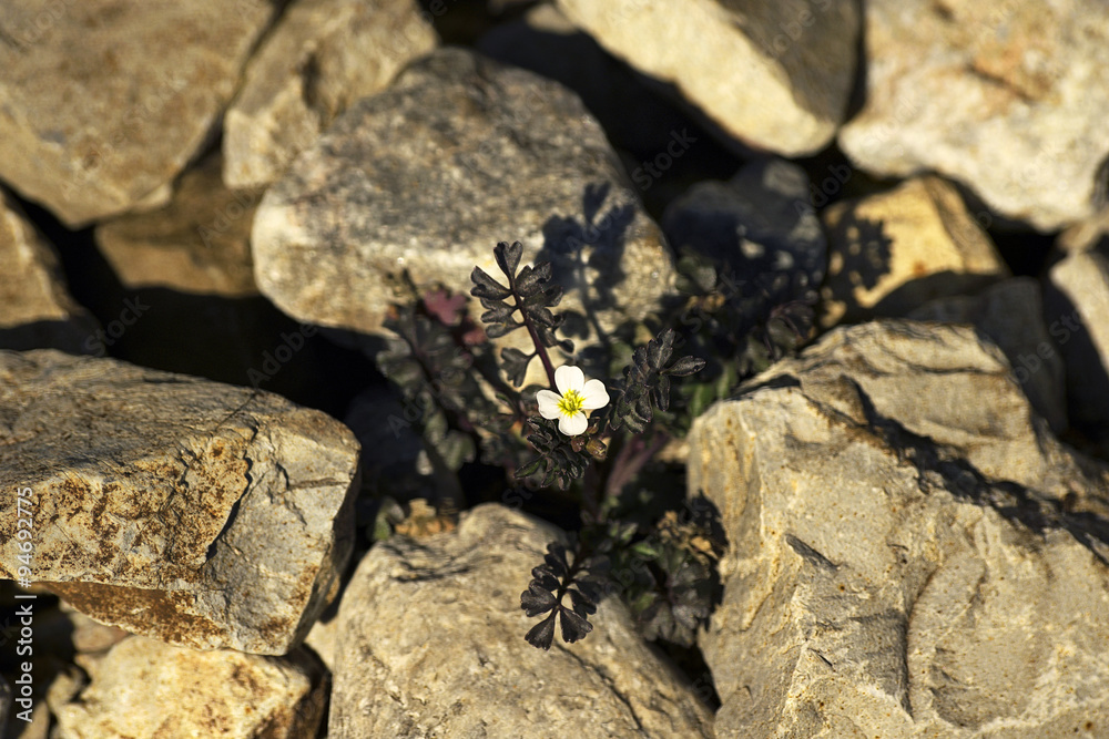 White and yellow flower between stones