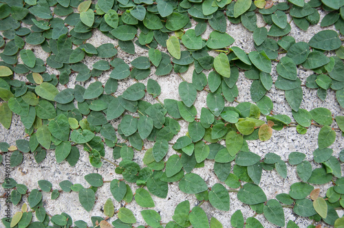 Green Coatbuttons