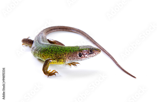 The green lizard above view isolated on white