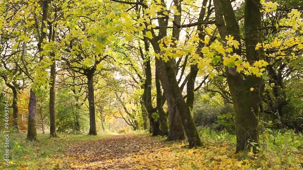 Autumn in the park, Coatbridge, Scotland Autumn in the park, Coatbridge, Scotland