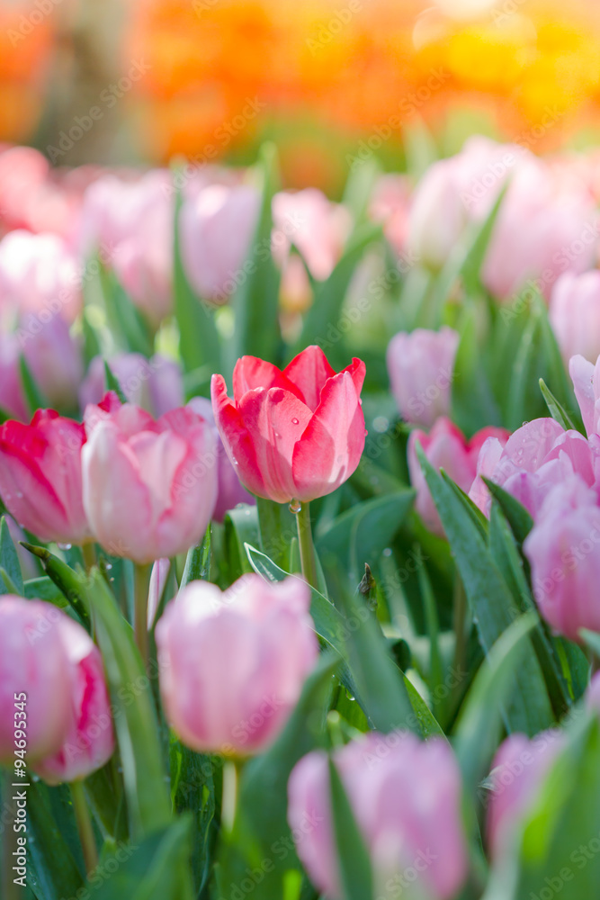 Blooming spring flowers tulips in the sunlight Blooming spring flowers tulips in the sunlight
