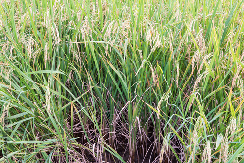 Yellow rice fields.